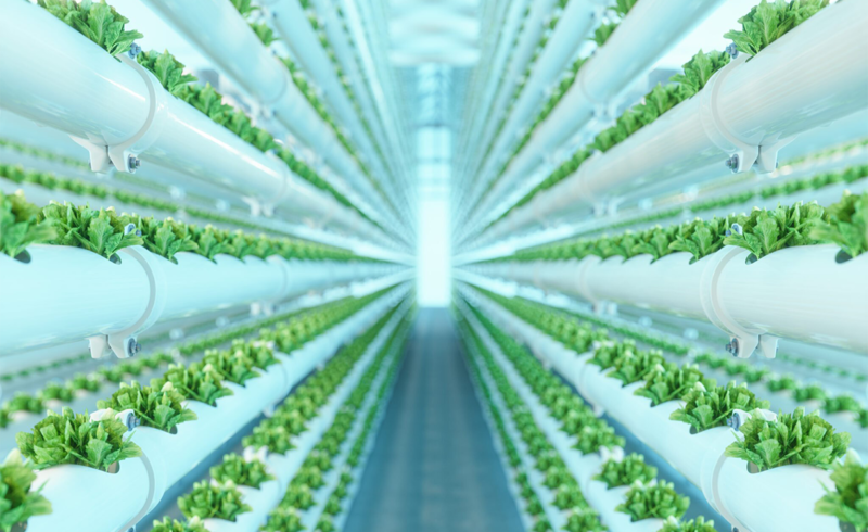 The Rise of Vertical Farming: A Sustainable Solution to Global Food Challenges The Rise of Vertical Farming: A Sustainable Solution to Global Food Challenges