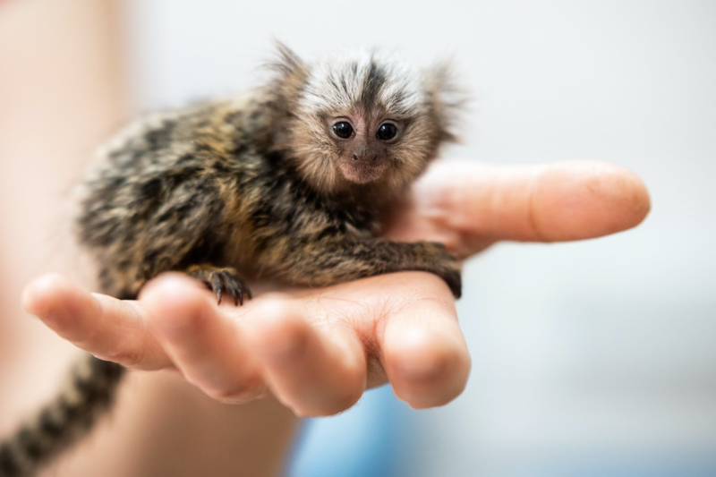 Exotic Pets: Pros and Cons of Owning an Unusual Animal