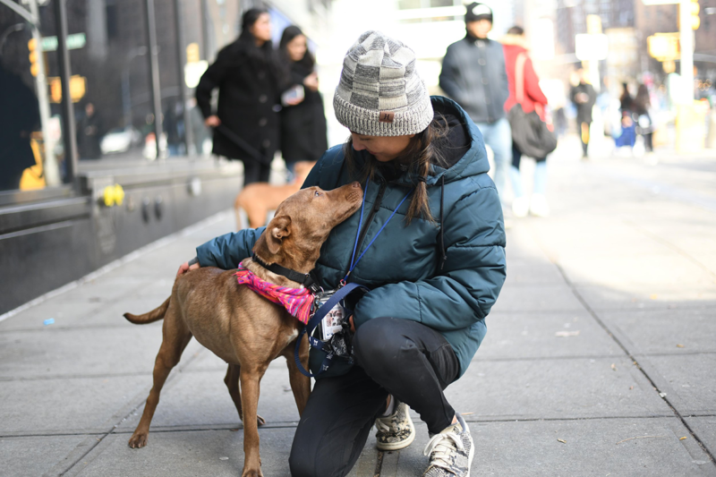 How to Train Your Dog to Be the Perfect Companion