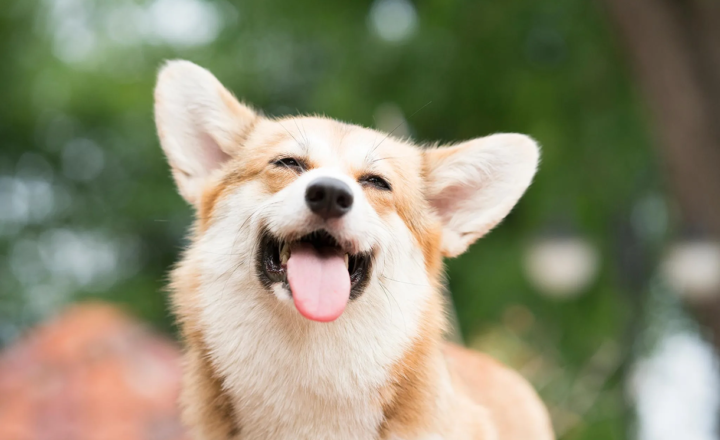 Understanding Animal Body Language: What Your Pet Is Trying to Tell You