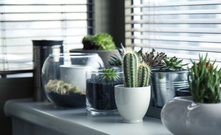 10 Easy Indoor Plants for Beginners: Create a Green Oasis at Home