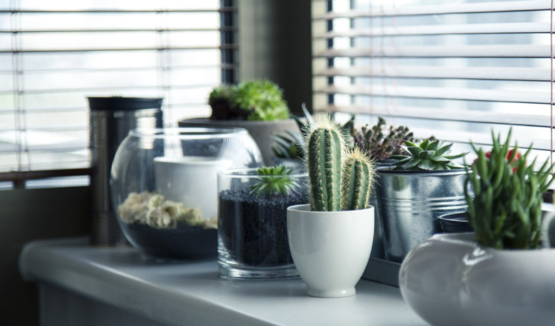 10 Easy Indoor Plants for Beginners: Create a Green Oasis at Home