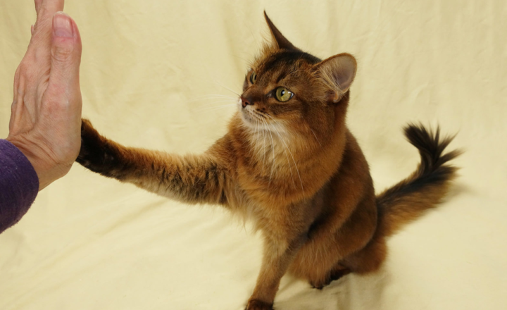 How to Train Your Cat: Tips for Building a Strong Feline Bond
