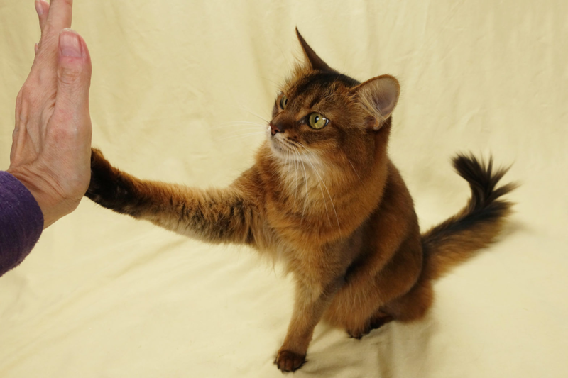 How to Train Your Cat: Tips for Building a Strong Feline Bond How to Train Your Cat: Tips for Building a Strong Feline Bond