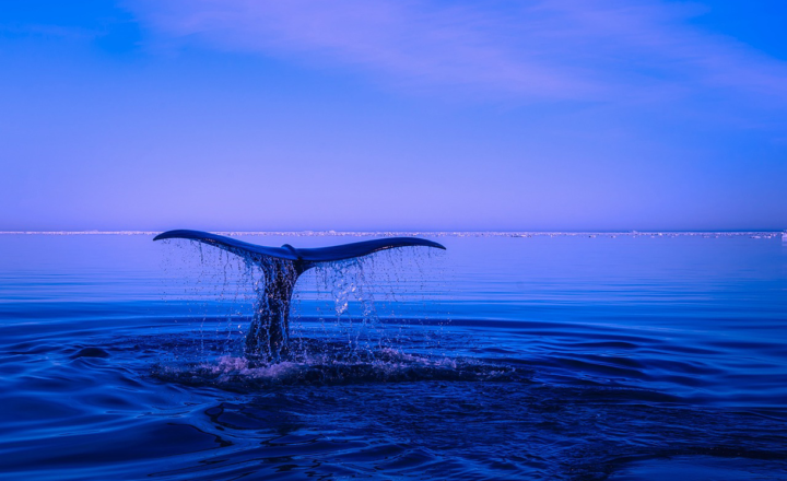 Exploring the Mysteries of the Ocean: What Lies Beneath