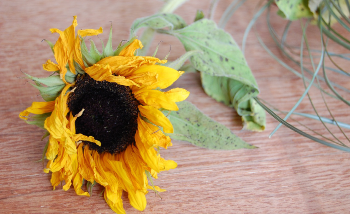 Why Your Plants Keep Dying: 10 Common Mistakes You’re Making