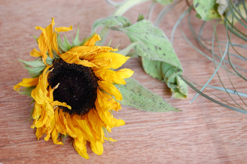Why Your Plants Keep Dying: 10 Common Mistakes You’re Making Why Your Plants Keep Dying: 10 Common Mistakes You’re Making