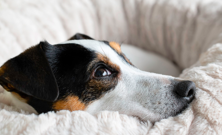 The Best Dog Breeds for First-Time Owners (With Low Maintenance Needs)