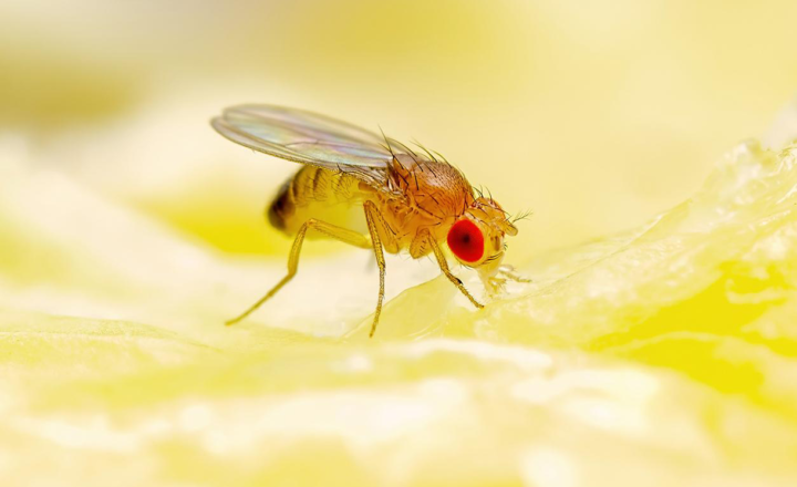 How to Get Rid of Fruit Flies Naturally: 5 Easy Home Remedies