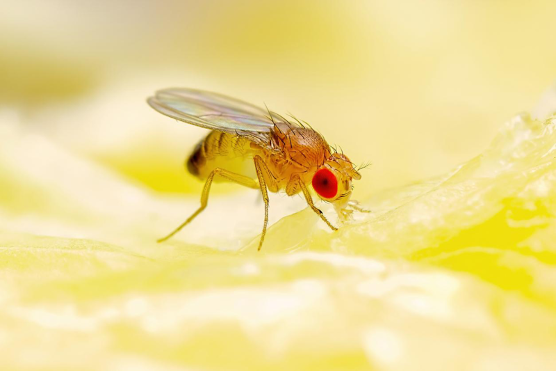 How to Get Rid of Fruit Flies Naturally: 5 Easy Home Remedies How to Get Rid of Fruit Flies Naturally: 5 Easy Home Remedies