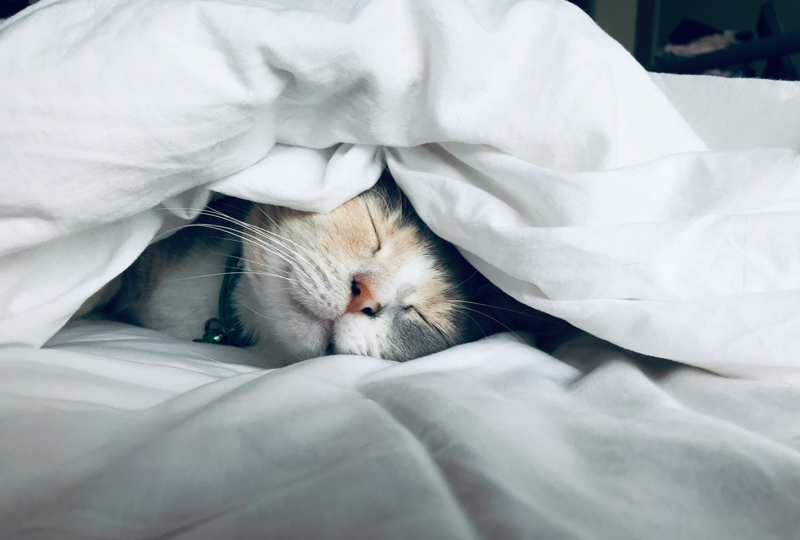 How Many Hours of Sleep Do You Really Need? A Complete Guide to Optimal Rest
