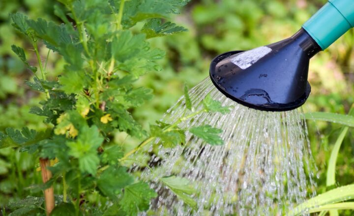 5 Common Mistakes New Gardeners Make and How to Avoid Them