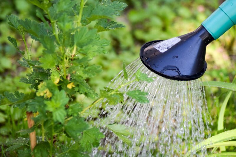 5 Common Mistakes New Gardeners Make and How to Avoid Them 5 Common Mistakes New Gardeners Make and How to Avoid Them