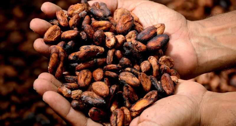 The History of Chocolate: From Ancient Treat to Global Delight The History of Chocolate: From Ancient Treat to Global Delight