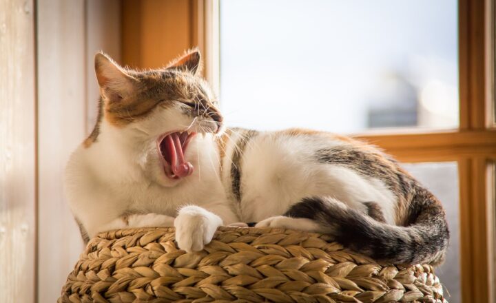 Why You’re Always Tired: 7 Surprising Reasons You’re Lacking Energy