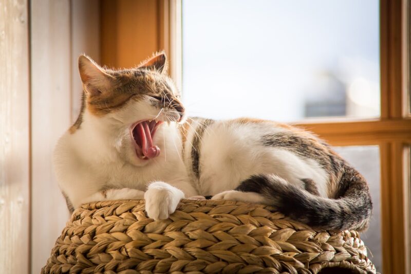 Why You’re Always Tired: 7 Surprising Reasons You’re Lacking Energy Why You’re Always Tired: 7 Surprising Reasons You’re Lacking Energy