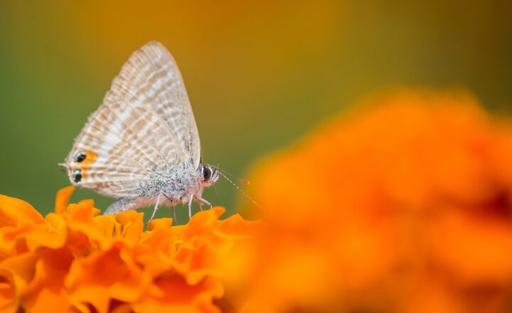 The Ultimate Guide to Living Green Without Breaking the Bank