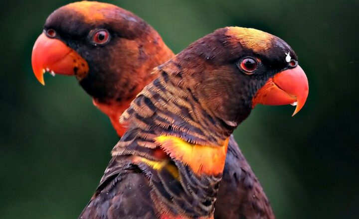 How Urbanization Is Affecting Wildlife and Biodiversity