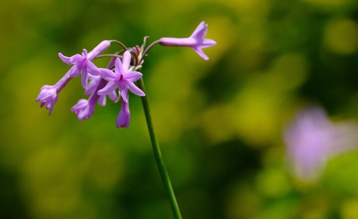 Does Art Reflect Life or Shape It? The Influence of Media on Society