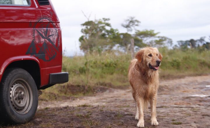 The Rise of Van Life: What’s Driving the Nomadic Movement?