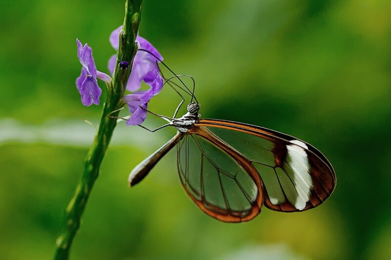 The Top 10 Exotic Pets You Can Legally Own in the U.S. The Top 10 Exotic Pets You Can Legally Own in the U.S.