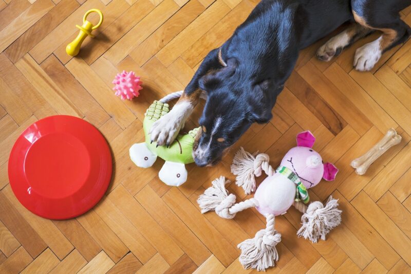 The Best Ways to Keep Your Pet Entertained While You’re at Work