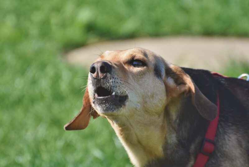 How to Stop Your Dog from Barking Excessively: Proven Techniques How to Stop Your Dog from Barking Excessively: Proven Techniques