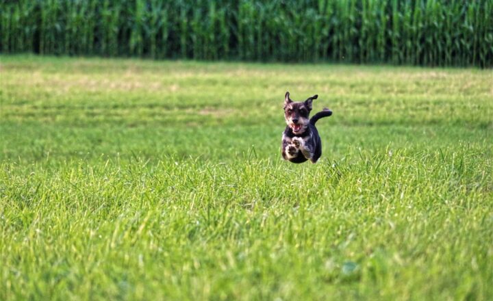 How to Set Up the Perfect Pet-Friendly Backyard