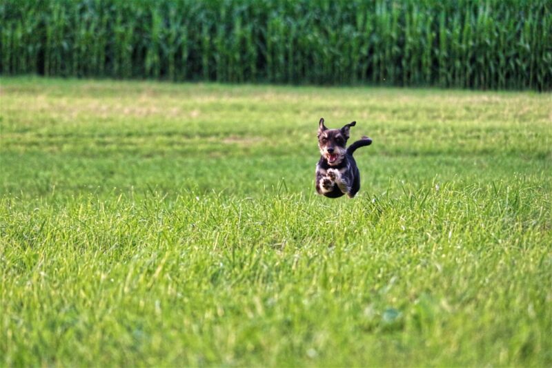 How to Set Up the Perfect Pet-Friendly Backyard How to Set Up the Perfect Pet-Friendly Backyard