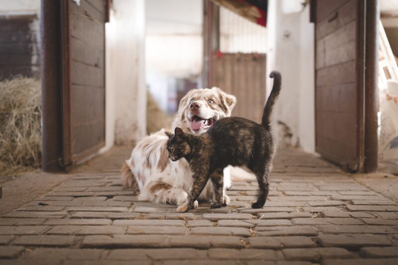 Understanding Pet Body Language: What Your Dog or Cat is Really Saying Understanding Pet Body Language: What Your Dog or Cat is Really Saying