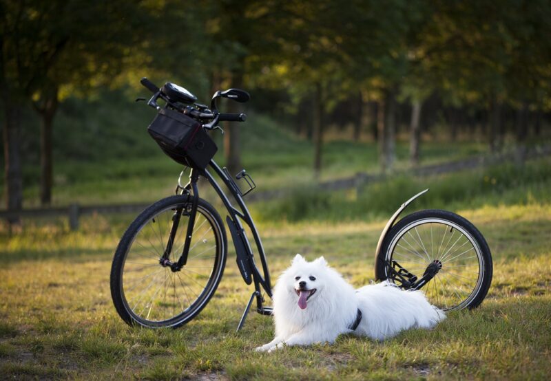 10 Fun and Simple Tricks You Can Teach Your Dog at Home 10 Fun and Simple Tricks You Can Teach Your Dog at Home