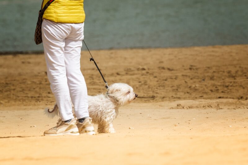 How to Teach Your Dog to Walk Politely on a Leash How to Teach Your Dog to Walk Politely on a Leash