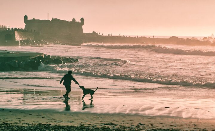 Why Playtime is Important for Your Pet’s Mental Health