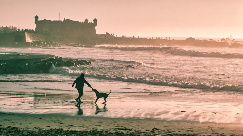 Why Playtime is Important for Your Pet’s Mental Health Why Playtime is Important for Your Pet’s Mental Health