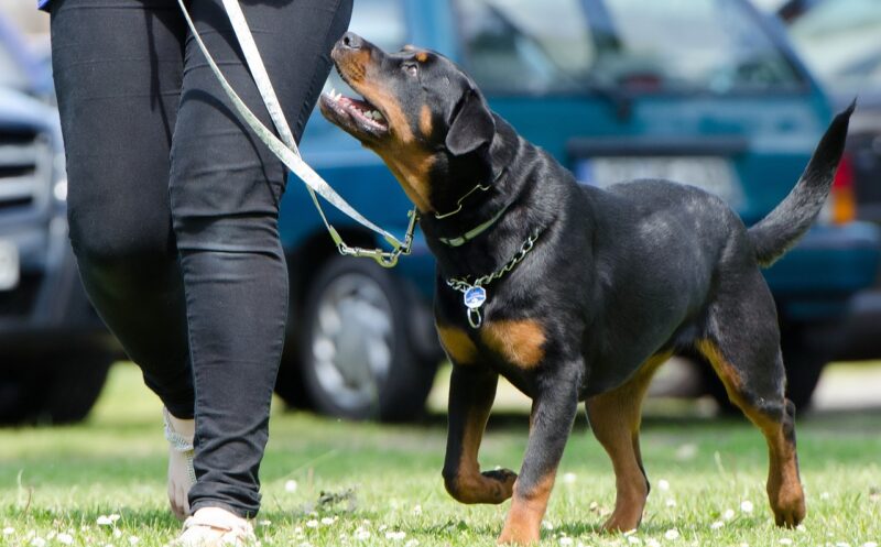 The Top Dog Training Tips for Teaching Basic Commands The Top Dog Training Tips for Teaching Basic Commands