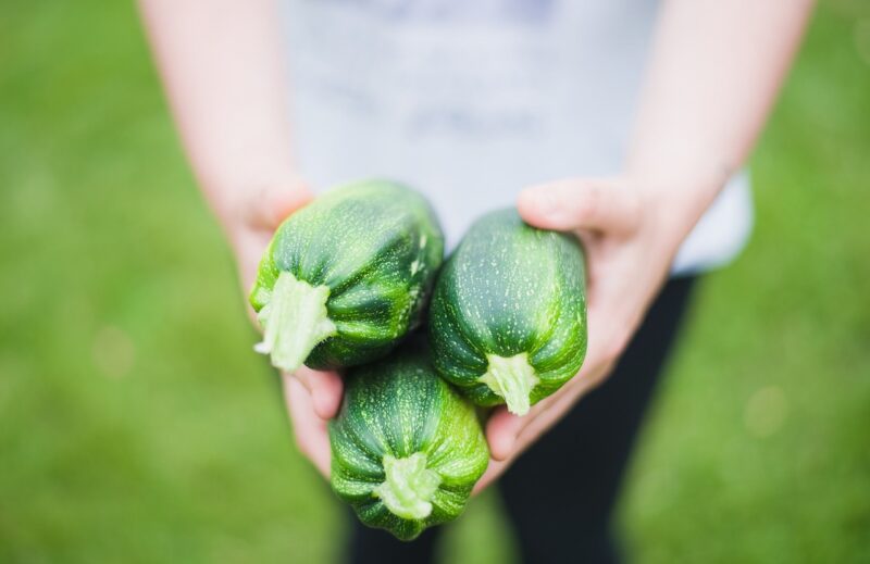 The Pros and Cons of Raw Diets for Dogs and Cats