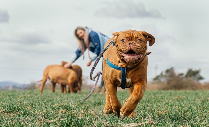 Why Exercise is Essential for Your Pet’s Health and Well-Being