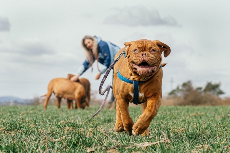 Why Exercise is Essential for Your Pet’s Health and Well-Being Why Exercise is Essential for Your Pet’s Health and Well-Being