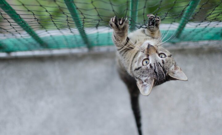 How to Keep Your Pet Safe During the Holidays: Essential Tips for Owners