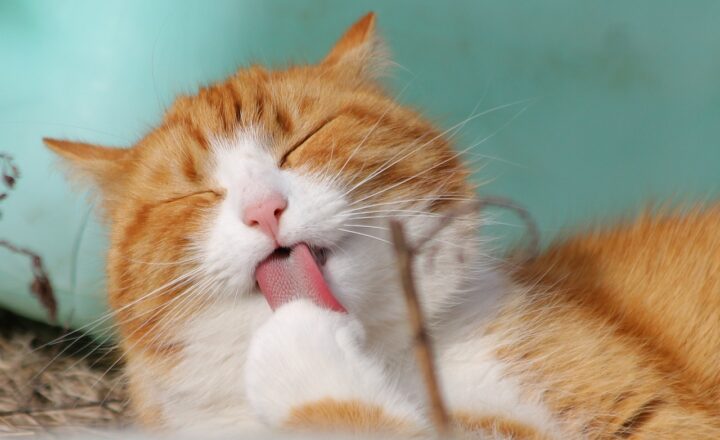 Understanding Cat Behavior: Why Cats Do the Things They Do
