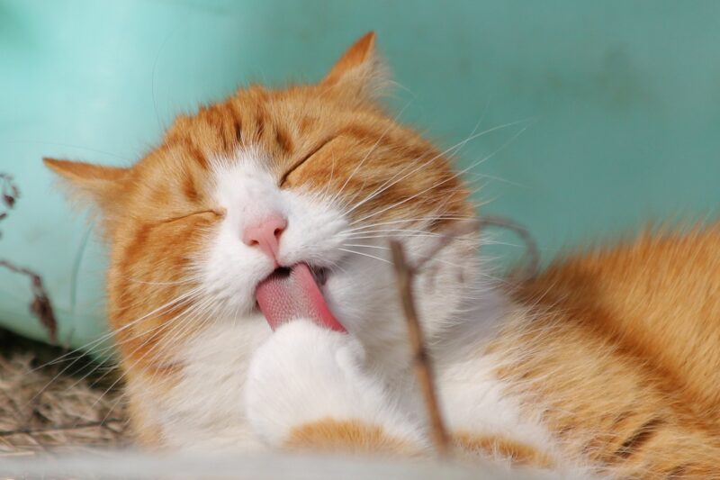 Understanding Cat Behavior: Why Cats Do the Things They Do Understanding Cat Behavior: Why Cats Do the Things They Do