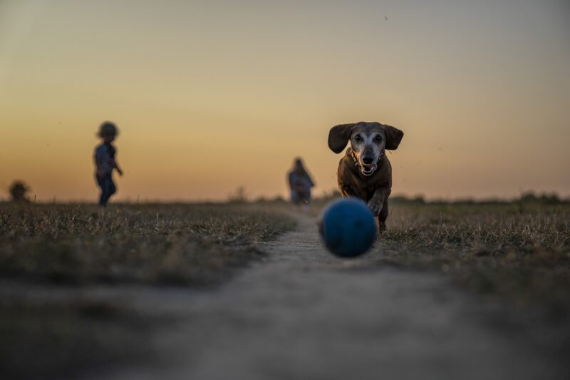 10 Common Mistakes New Pet Owners Make and How to Avoid Them