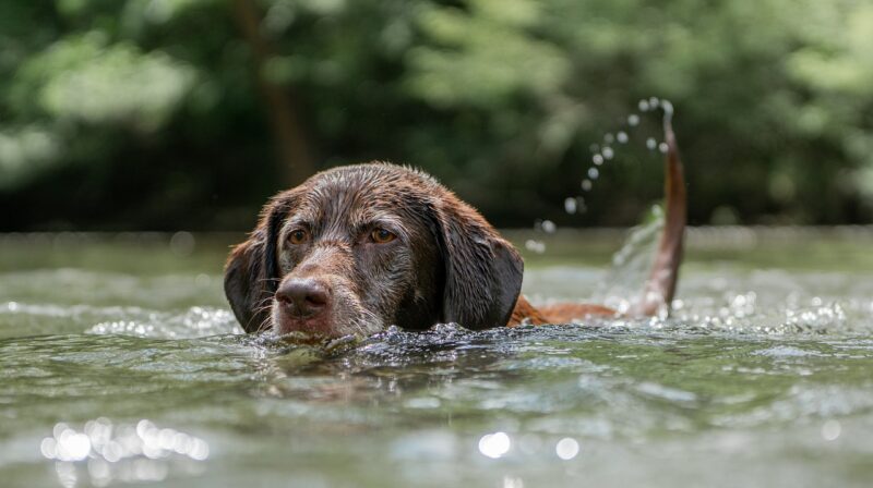 The Best Dog Breeds for Apartment Living: Small, Friendly, and Low-Energy