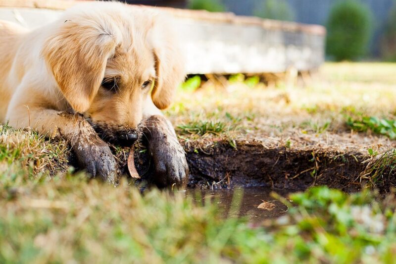 The Ultimate Guide to Training Your New Puppy: Tips for Beginners
