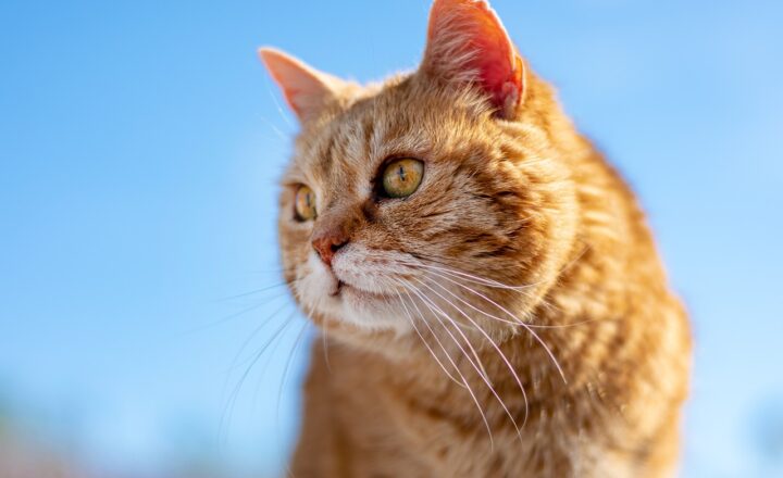 How to Build a Personal Brand on LinkedIn: A Guide to Networking, Content, and Profile Optimization