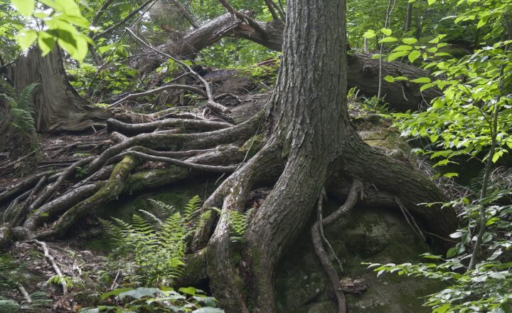 Why Emotional Resilience Is Important: How to Bounce Back from Life’s Setbacks