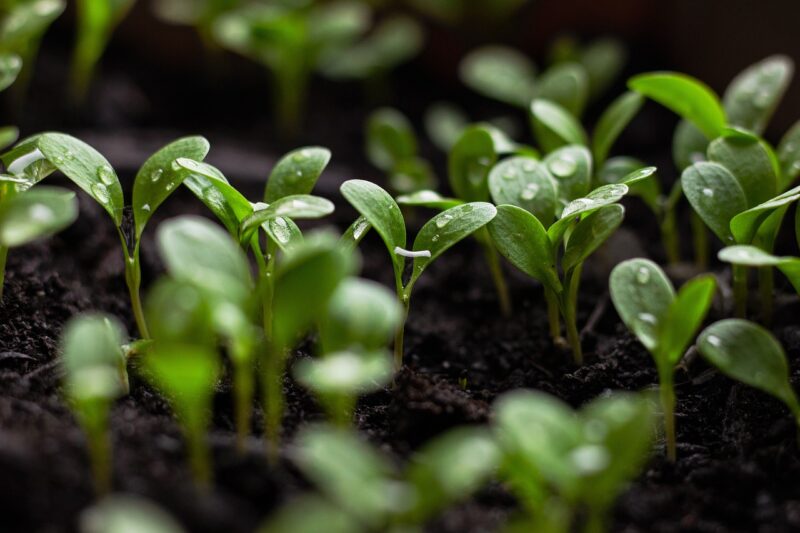 10 Tips for Living a More Sustainable Lifestyle
