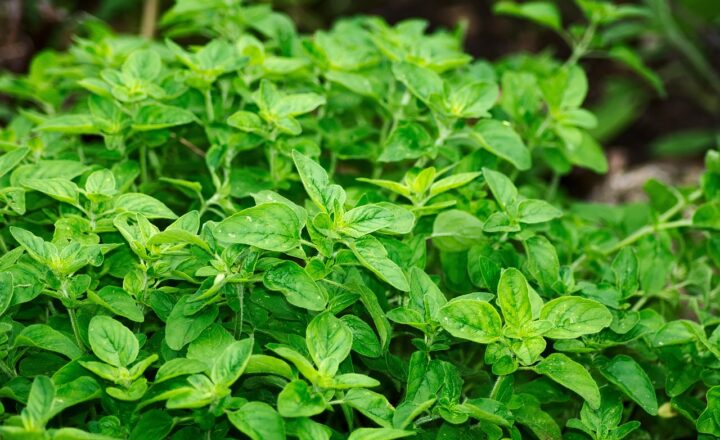 The Ultimate Guide to Choosing and Cooking with Fresh Herbs