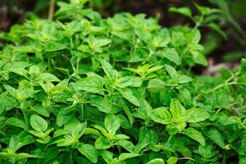 The Ultimate Guide to Choosing and Cooking with Fresh Herbs The Ultimate Guide to Choosing and Cooking with Fresh Herbs