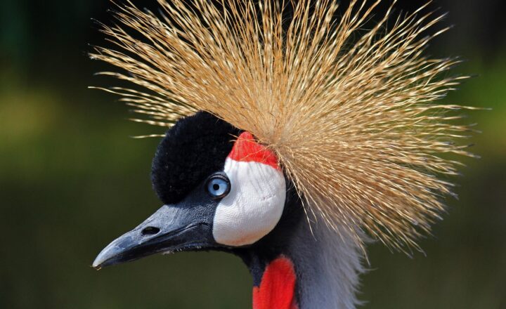 The Top 10 Endangered Languages and How They’re Being Preserved